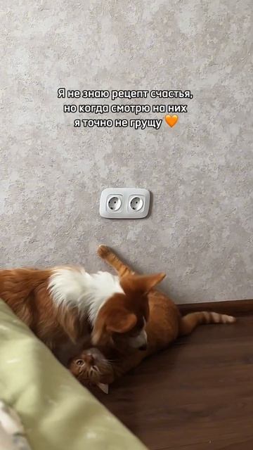 Пушистые рыжие хвостики каждый день