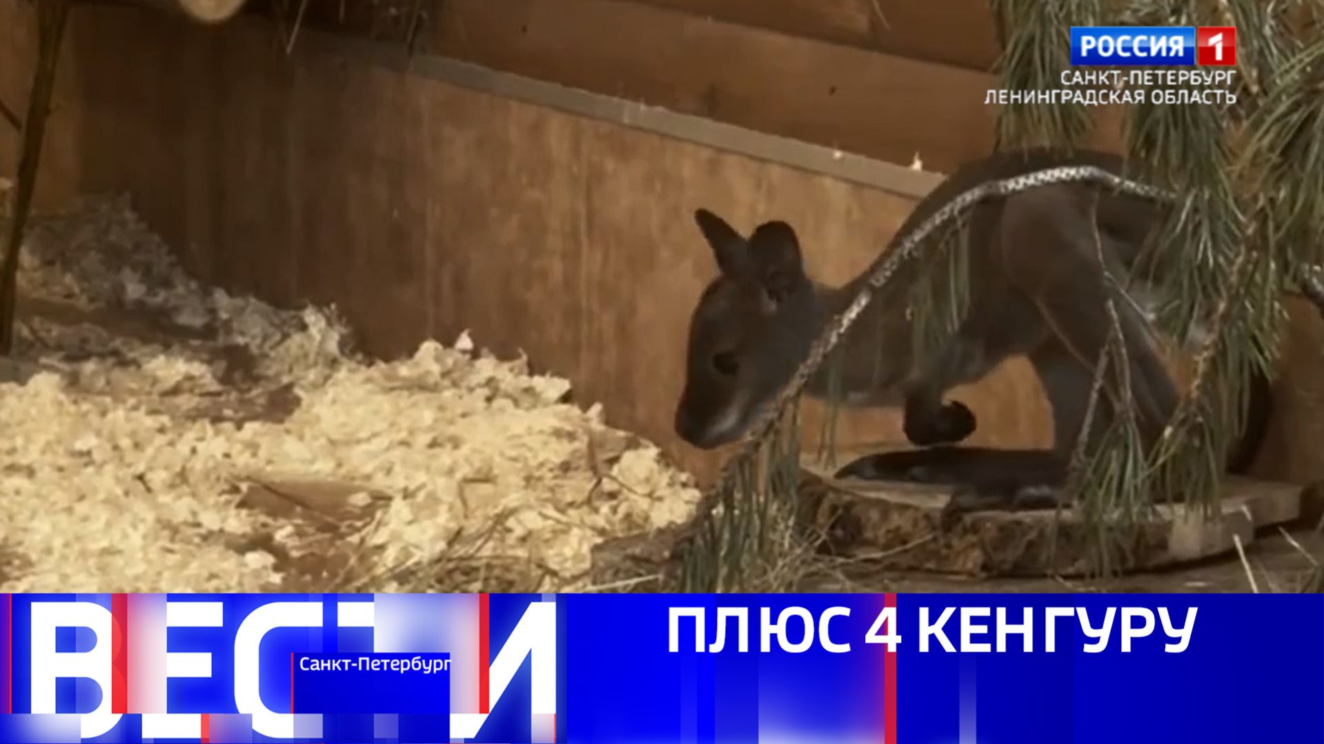 Вести Санкт-Петербург. Выпуск 09.30 от 17.04.2026