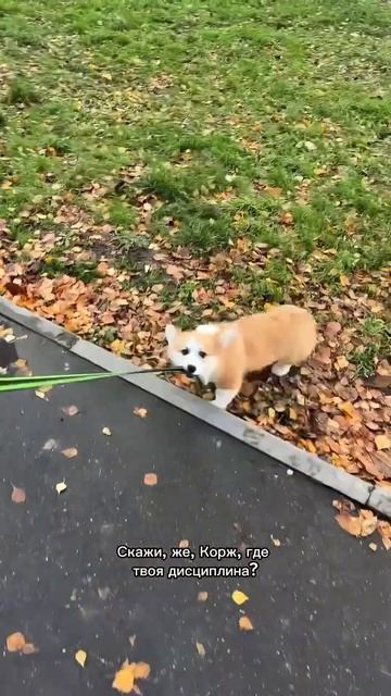 Можно закрывать этот тренд ✌️
