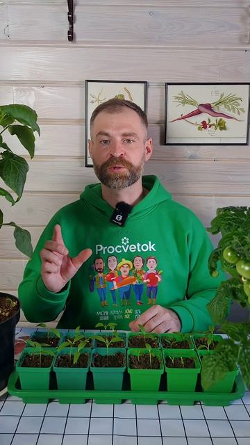 От подкормки будет гораздо больше пользы! Когда и чем подкормить рассаду перцев и томатов