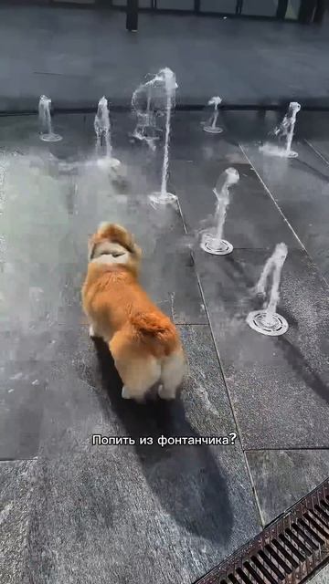 Один лайк = одно поглаживание #корги #смешныеживотные #funnydogs #corgi #поведение #shorts