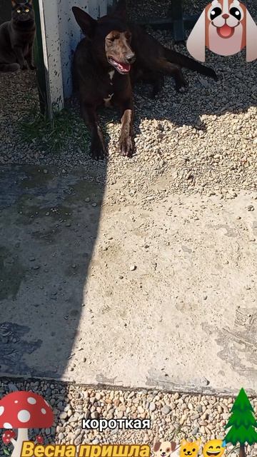 Весна пришла🐶 🐱😅