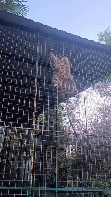 Юноты побег из зоопарка