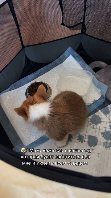 Твоя лента станет теплее. Подпишись  #корги #corgi #смешныеживотные #tiktok #shorts #шортс