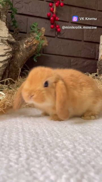 Кролик 🐇