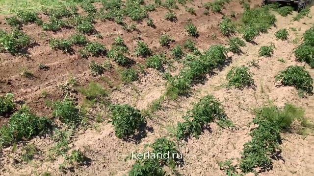 Независимый тест окучников Kerland ОК-300 на минитрактор Кентавре Т-24 Pro