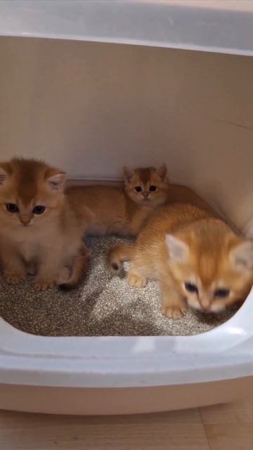 #cat #видосыоткота #веселыекоты