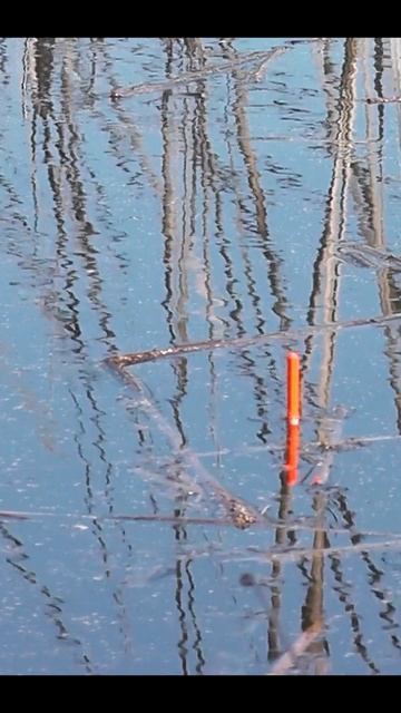 Первые поклёвки #fishingholidays #рыбалка #поплавок