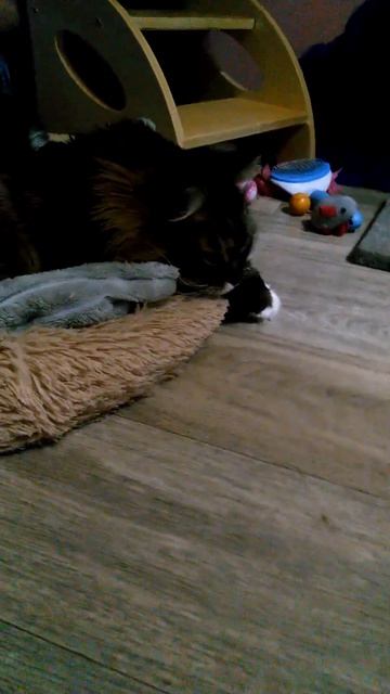 Пушистые братья