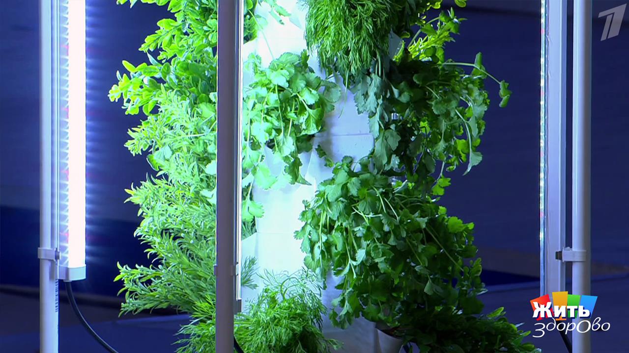 Петрушка для долголетия. Жить здорово! Фрагмент выпуска от 17.04.2026
