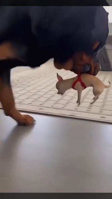 Милая Собака и Щенок. 2026.  20 Часть.