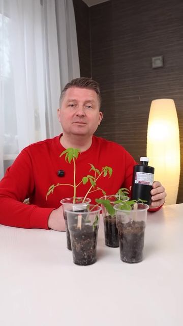 1 ложка – и рассада оживает на глазах! Даже самая слабая быстро зазеленеет и тронется в рост