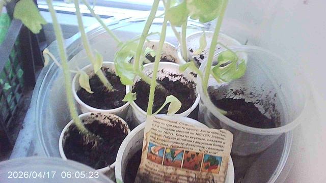 Обзор нашей рассады томатов сорта 