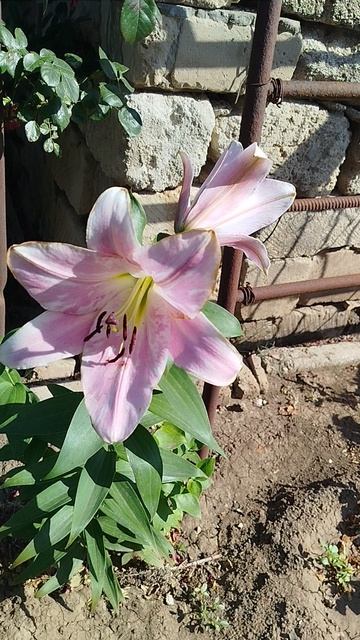 Лилия ОТ гибрид Белламонте.