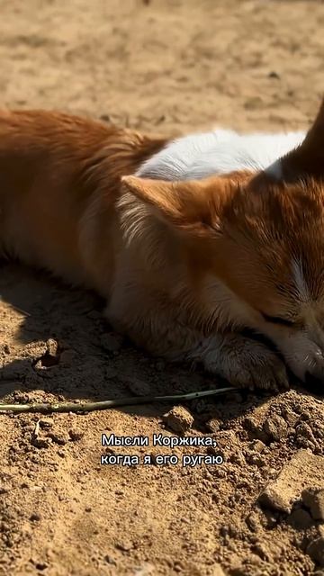 Подписка = ежедневная доза корги #корги #озвучка #corgi #шортс #милота #shorts #смешныевидео