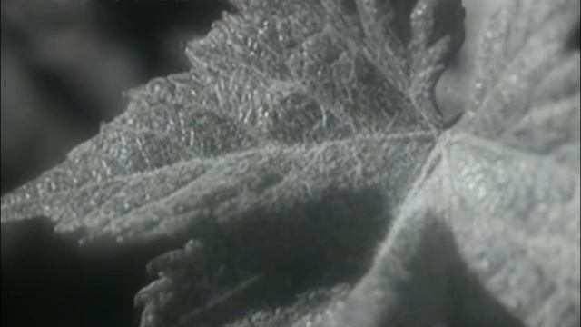 Ка-15  ОКБ Н. И. Камова