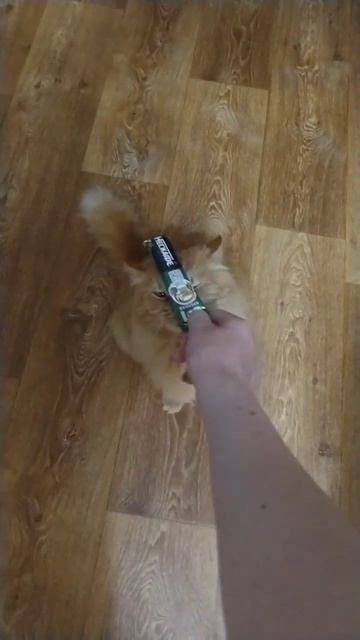 Принял кофе за вкусняшку😎