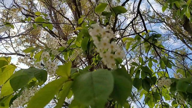 Весна пришла.Черёмуха цветёт.