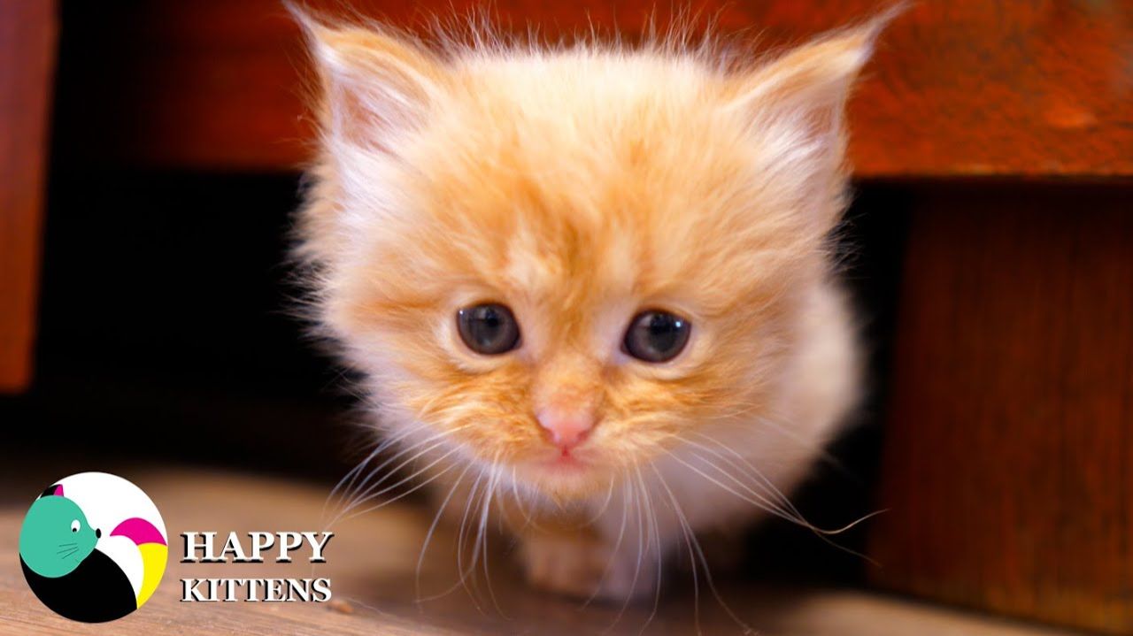 Милые котята играют с заботливой мамой-кошкой 🐾💖 Настоящая нежность и уют!