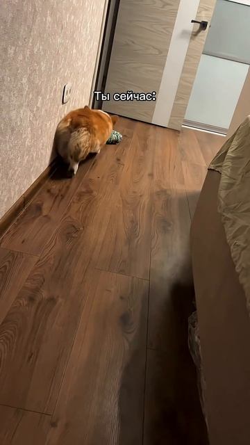 Коржик говорит: «Подпишись, человек» #корги #dogs #corgi #милота #смешныеживотные #shorts #шортс