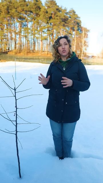 Самая первая и очень важная обработка сада от опасных вредителей! Не пропустите!