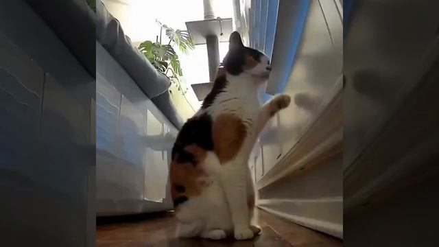 До слёз: хозяева уехали в отпуск и махнули кошке рукой на прощание, а когда вернулись и посмотрел...