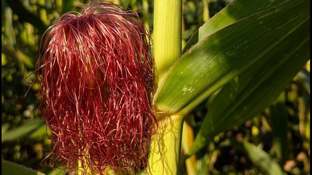 Р. Тагор. Женщина