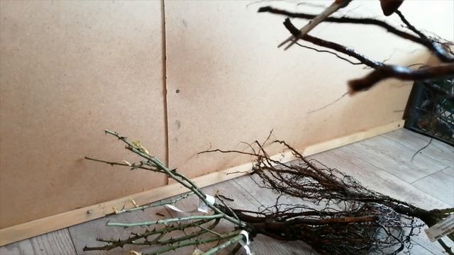 Подготовка саженцев роз с открытой корневой системой к посадке