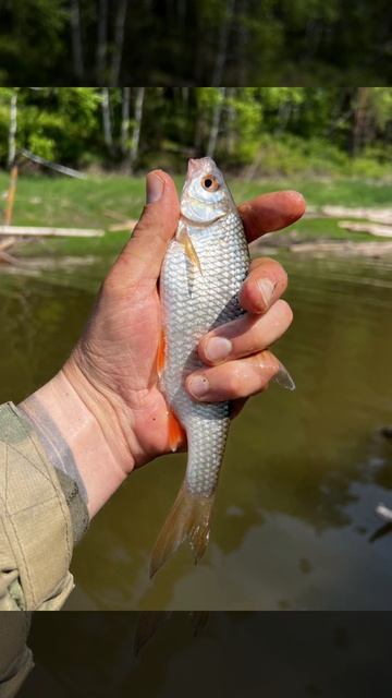 Ждёте летнюю рыбалку?