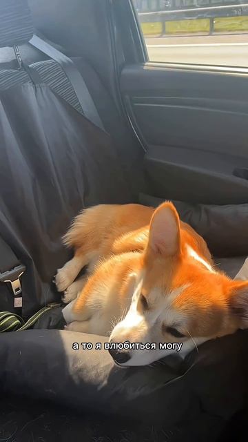 Подписывайся, чтобы не пропустить коржедень #корги #коргипемброк #corgi #корж #коргисобака #shorts