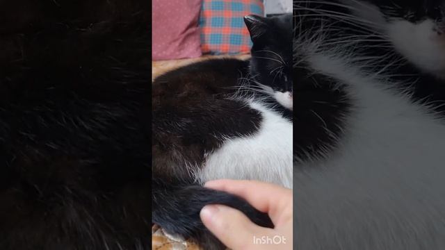 Поговорим о моих кошечках. Многострадальная Сонечка. И Бусинка, интерьерная кошечка. 💞