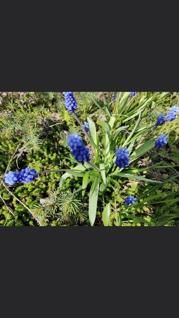 весна🌷пробуждение природы 🌱 🌞 время побед и свершений ❤️🇷🇺