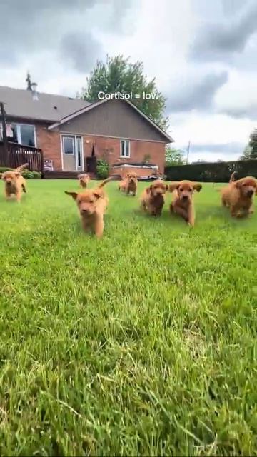 Так выглядит счастье