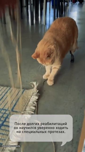 Иногда самые трогательные истории случаются там, где мы меньше всего их ожидаем.