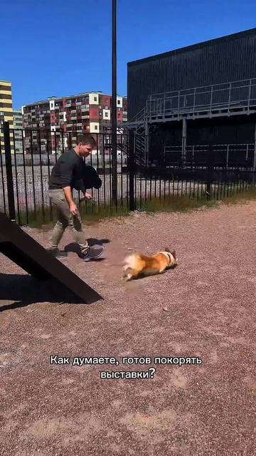 Без коржика день не день — подпишись! #корги #смешныевидео #funnydogs #corgi #поведение #shorts