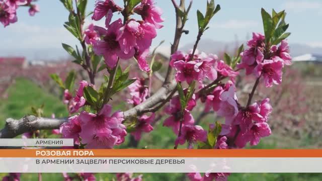 В Армении зацвели персиковые деревья