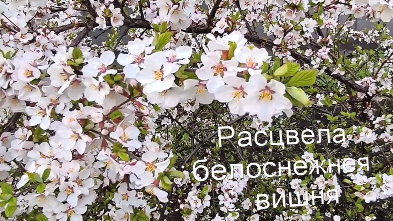 Вишня. Расцвела под окошком белоснежная вишня. Мифы и тайны цветущей вишни.