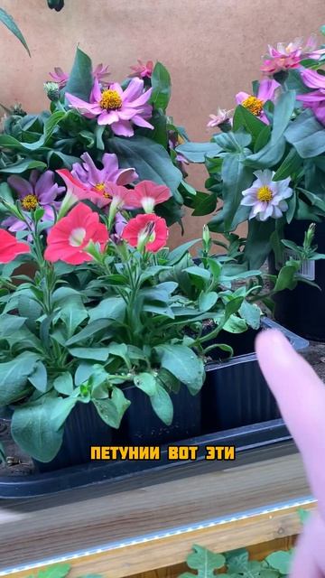 Зачем пересаживать петунии