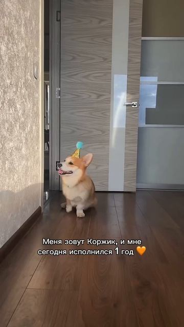 Подписка = ежедневная доза корги #корги #смешныеживотные #funnydogs #corgi #поведение #shorts #шортс
