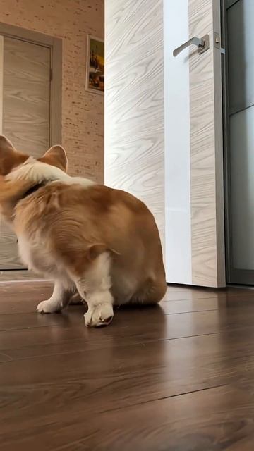 Подписывайся, чтобы не пропустить коржедень #корги #озвучка #corgi #шортс #милота #shorts