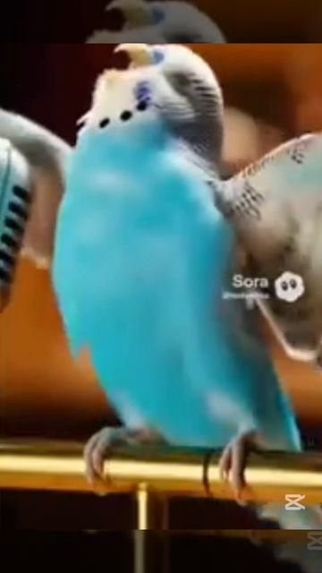 попугайчик имба прям