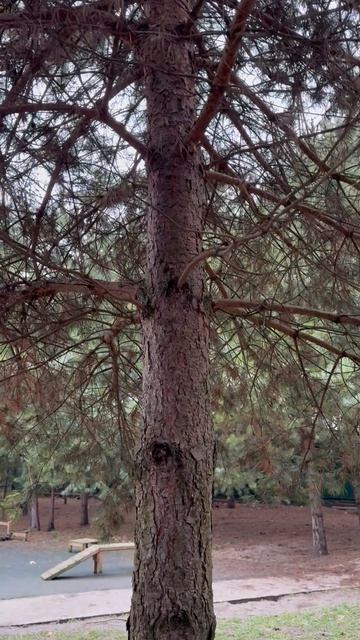 ПТИЧЬЯ лайка BIRD-HUNTING dog