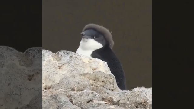 Пингвинёнок линяет и ещё не сбросил до конца детский пух с головы. Теперь он как будто носит мале...