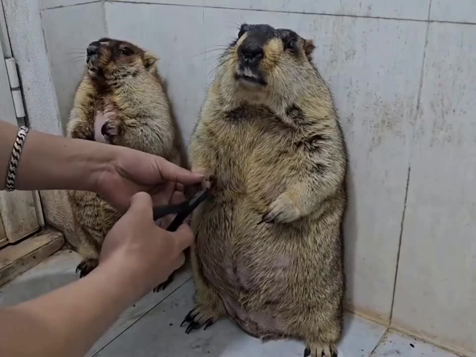 #Милые #животные #видео