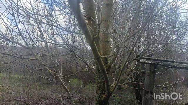 Мое родовое... подворье.