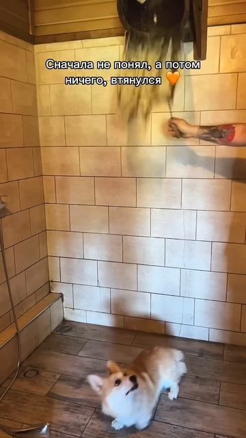 Подписка = ежедневная доза корги #корги #corgi #смешныеживотные #tiktok #shorts #шортс #смешныевидео