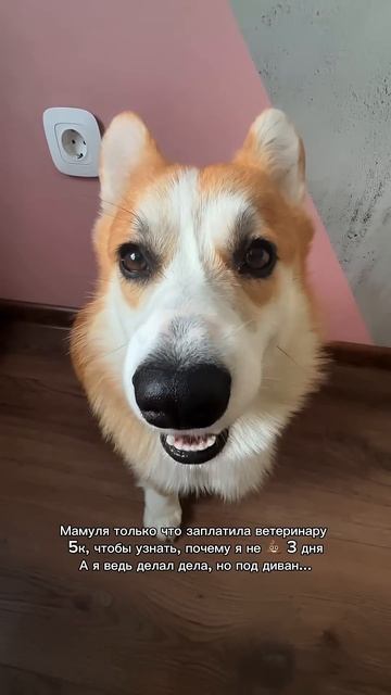 Лучшее лекарство от хандры — в этом канале #корги #corgi #антистресс #смешныевидео #tiktok #shorts