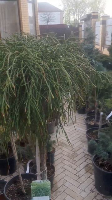 ❤🌲Туя Випкорд на штамбе 
✔Продажа растений в макс и телеграм канале: Https://t.me/love_is_hvoiny_dvo
