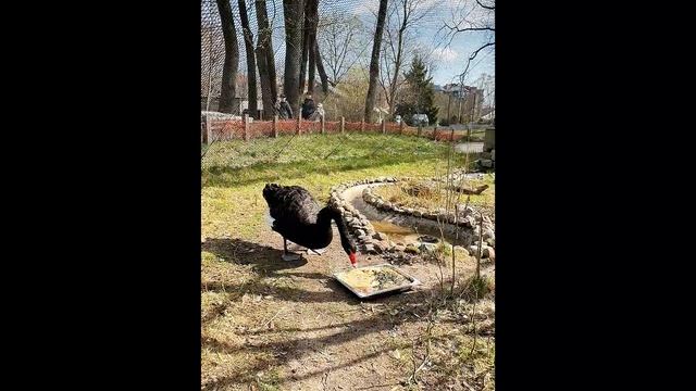 Фонтанчик для уточки