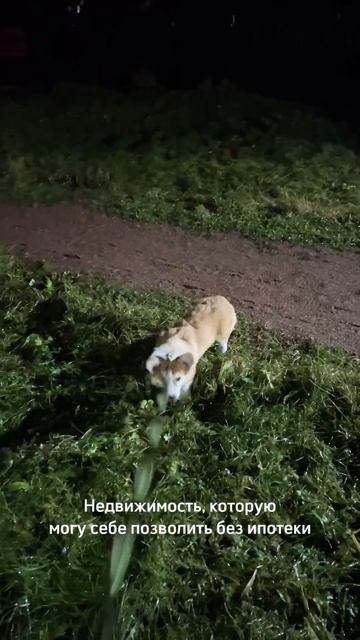 Жизненная жиза